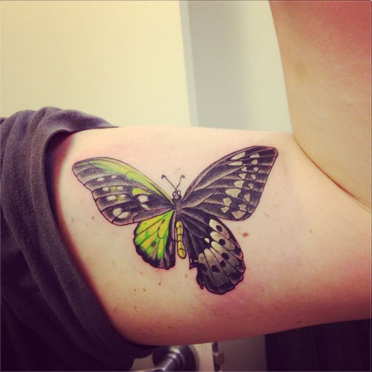 Mariposa mitad Alas Verdes