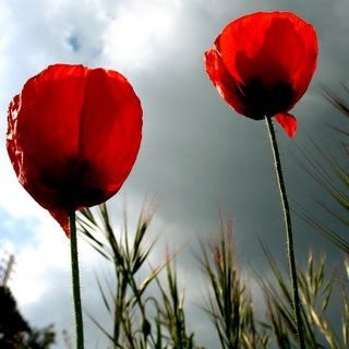 Flor de Amapola
