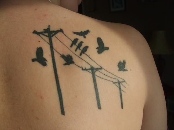 Aves sobre Postes Eléctricos